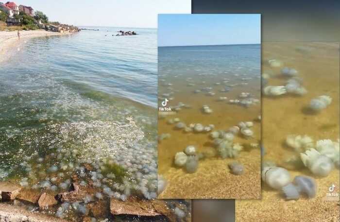В Азовському морі наближається екологічна катастрофа, — ЦПД